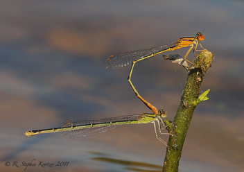 Enallagma signatum, tandem pair